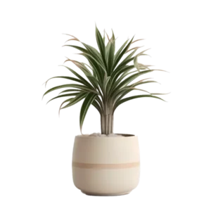 ต้นมังกรมาดากัสการ์