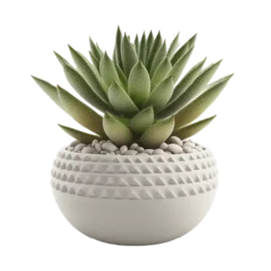 ฮาโวเทีย