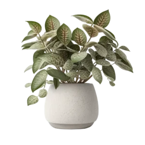 ละอองดาว ไฮโพเอสเทส