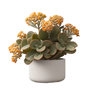 กุหลาบแพนด้า