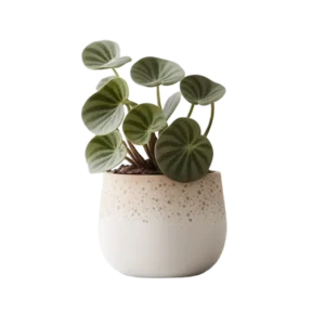 ไพเลีย ต้นเหรียญเงิน