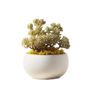 ซีดัม ต้นรวงข้าว