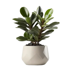 กวักมรกต